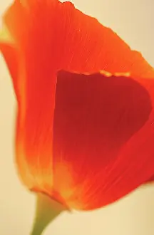 Eschscholzia: Poppy