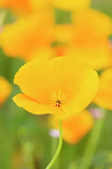 Californica: Poppy, Californian Poppy, Eschscholzia californica, Bright o