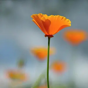 Tough: Poppy, Californian poppy, Eschscholzia californica