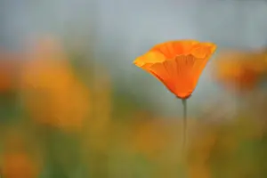 Ordinary: Poppy, Californian poppy, Eschscholzia californica