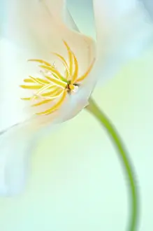 Californica: Poppy