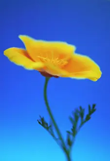Californica: Poppy
