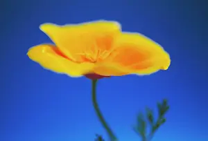 Bold: Poppy