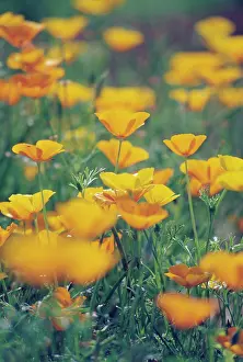 Resistant: Poppy