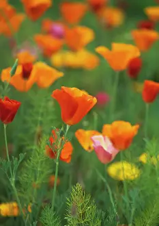 Resistant: Poppy