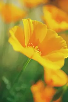 Shades: Poppy