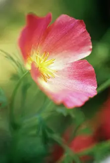 Champagne: Poppy