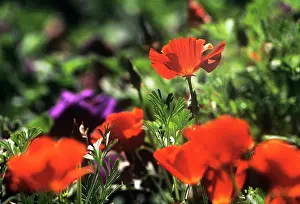 Leadership: Poppy