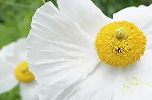 Coulteri: Poppy, Californian Tree Poppy, Romneya coulteri, White flow
