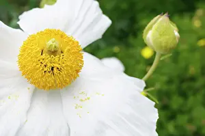 Coulteri: Poppy, Californian Tree Poppy, Romneya coulteri, White flow