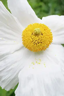 Coulteri: Poppy, Californian Tree Poppy, Romneya coulteri, White flow