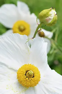 Coulteri: Poppy, Californian Tree Poppy, Romneya coulteri, White flow