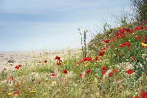 Papaver: Poppy, Causican scarlet poppy, Papaver commutatum