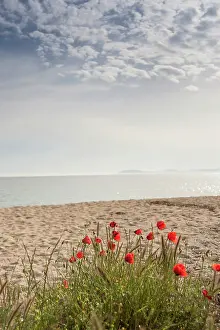 Papaver: Poppy, Causican scarlet poppy, Papaver commutatum