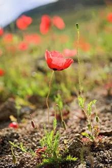 Papaver: Poppy, Causican scarlet poppy, Papaver commutatum