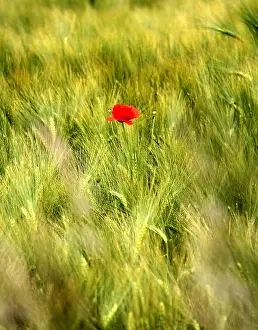 Adventitious: Poppy in a cereal field