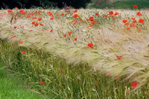 Cornflowers: Poppy - in cereals