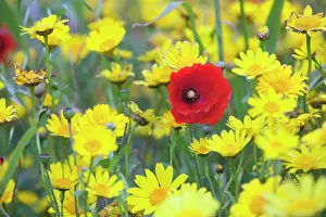 Marigolds: Poppy - with Corn Marigolds (Chrysanthemum segetum)