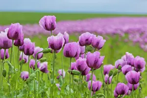 Corn: Poppy cultivation in Saxony