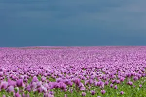 Corn: Poppy cultivation in Saxony