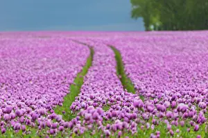 Corn: Poppy cultivation in Saxony