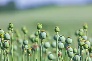 Corn: Poppy cultivation in Saxony