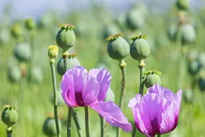 Corn: Poppy cultivation in Saxony