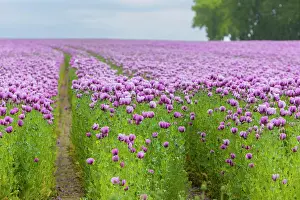 Corn: Poppy cultivation in Saxony