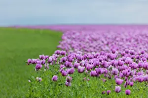 Corn: Poppy cultivation in Saxony