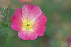 Californica: Poppy, Deep pink California poppy, Eschscholzia