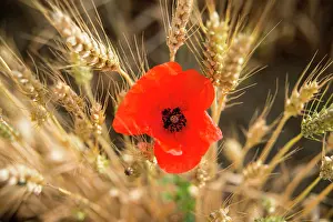 Rhoesas: Poppy and ears of ripe wheat, France