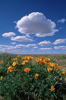 Eschscholzia: Poppy