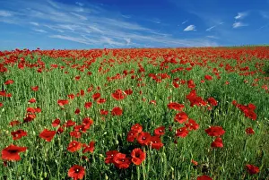 Downs: Poppy field