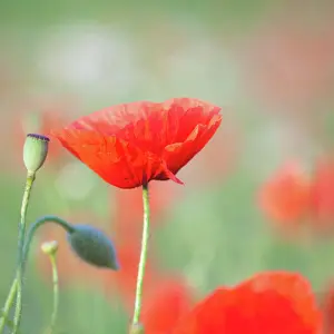 Papaveraceae: Poppy in a field in Burgenland