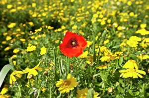 Coronarium: Poppy - in a field of Crown Daisy's (Chrysanthemum