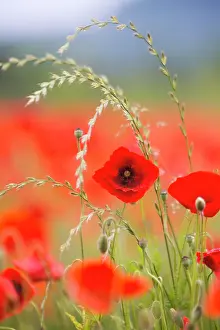 Papaver: Poppy field, poppy flowers (Papaver rhoeas), extensive agric