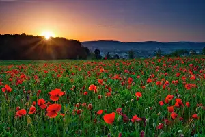 Zurich: Poppy field at sunrise, near Zurich, Canton of Zurich