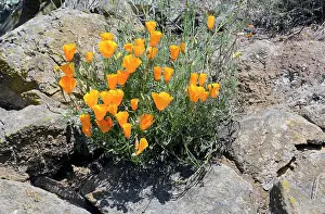 Canaries: Poppy flowers, california poppy, golden poppy (Eschscholzia