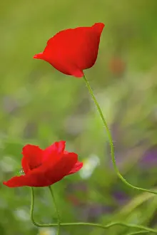 Croatia: poppy flowers, istria, Croatia, eastern