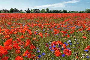 Houses: Poppy flowers (Papaver rhoeas) Field, houses, Ni