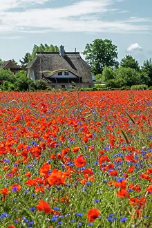 Resort: Poppy flowers (Papaver rhoeas) field, thatched h