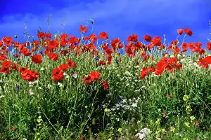 Papaver: Poppy flowers (Papaver rhoeas), Piano Grande plain