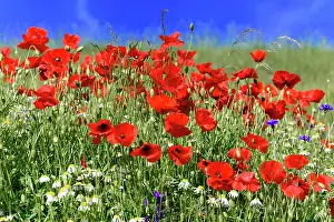 Papaver: Poppy flowers (Papaver rhoeas), Piano Grande plain