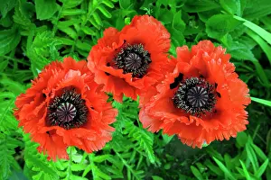 Sort: Poppy - garden hybrid, large flowering sort