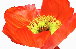 Croceum: Poppy, Icelandic poppy