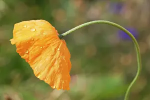 Croceum: Poppy, Icelandic poppy