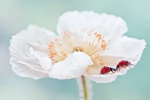 Croceum: Poppy, Icelandic poppy