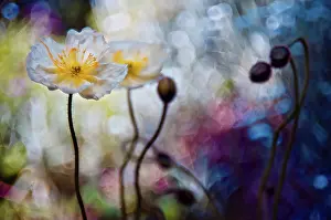 Flexible: Poppy, Icelandic poppy