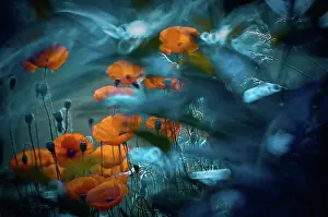 Croceum: Poppy, Icelandic poppy