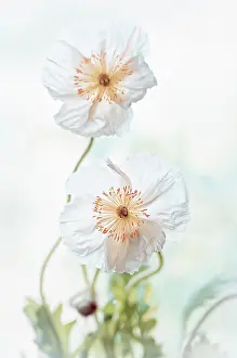 Croceum: Poppy, Icelandic poppy